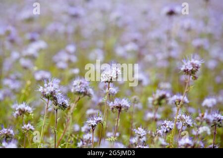 Phacelia tanacetifolia also known lacy phacelia, blue tansy or purple tansy flower field, planted for honeybees. Outdoors on warm summer day. Stock Photo