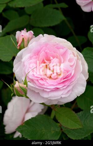 Rosa 'Queen Anne' Stock Photo