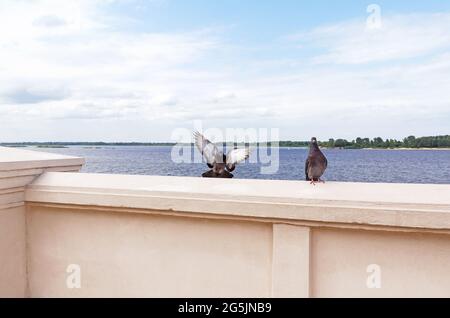Summer view from the embankment of the Volga River in Nizhny Novgorod, Russia Stock Photo