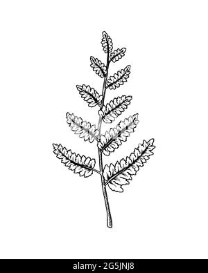 Hand drawn fern branch isolated on white background. Vector illustration in sketch style Stock Vector