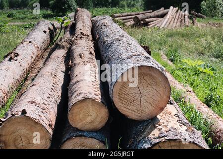 Pine logs. Wood processing industry. Environmental concerns. Sawed trees. Stock Photo