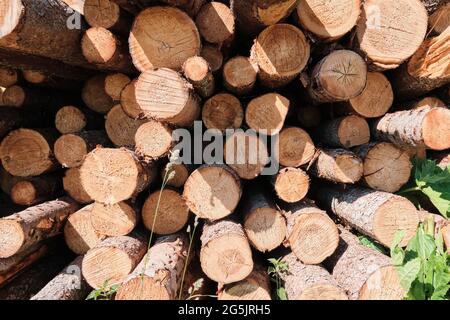 Pine logs. Wood processing industry. Environmental concerns. Sawed trees. Stock Photo
