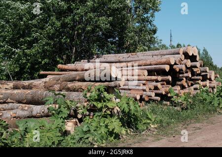 Pine logs. Wood processing industry. Environmental concerns. Sawed trees. Stock Photo