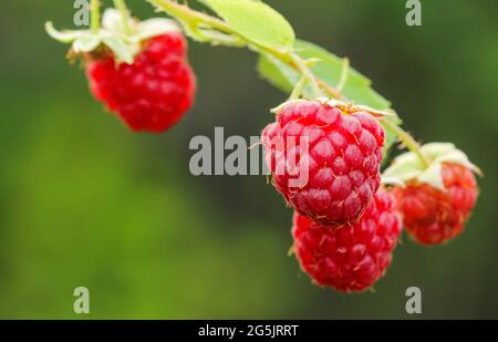Red raspberries in summer on a branch in the garden Stock Photo