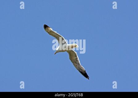 Seagull in flight Stock Photo
