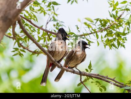 The red-vented bulbul (Pycnonotus cafer) male and female Perched on tree branch. red vented bulbul member of the bulbul family of passerines. Stock Photo