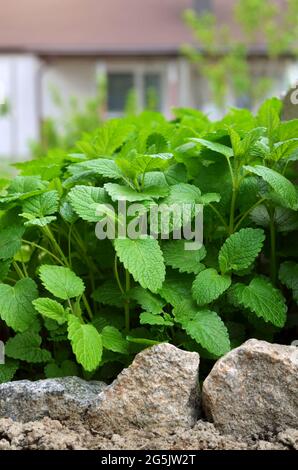Lemon balm or Melissa officinalis - species of perennial aromatic plant in the mint family growing outdoors in the garden, medicinal and honey plant. Stock Photo