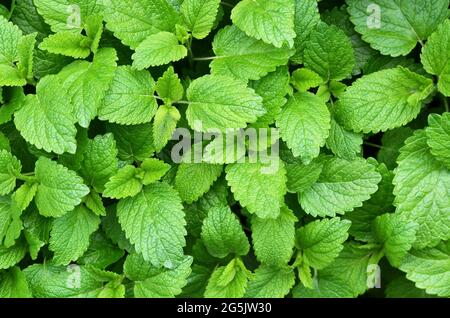Fresh Lemon balm as a green background, top view. Medicinal and honey plant. Herbal medicine concept. Stock Photo