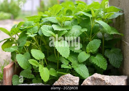 Green lemon balm leaves outdoors in the garden. Medicinal and honey plant. Stock Photo