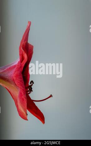 Side view of red amaryllis on a white background with copy space for text