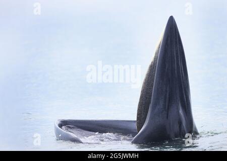 a bryde's whale feeding on fish in the Thai gulf Stock Photo