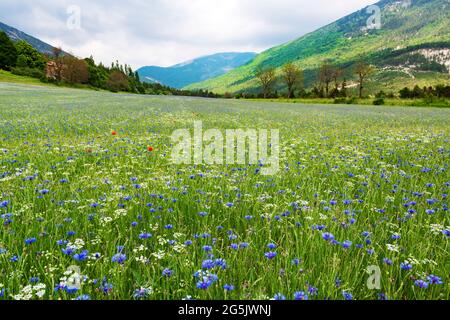 Beautiful alpin meadow full of cornflowers and poppies with mountains on the background Stock Photo