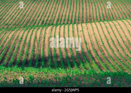 Hills with rows of young green corn sprouts. Agriculture industry background. Selective focus in the centre Stock Photo
