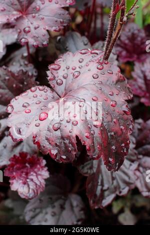 Heuchera Dark Leaves Heuchera 