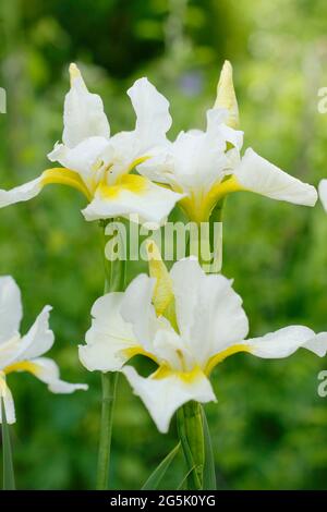 Iris sanguinea 'Snow Queen'.Siberian iris 'Snow Queen displaying characteristic white blooms with yellow throats. Stock Photo