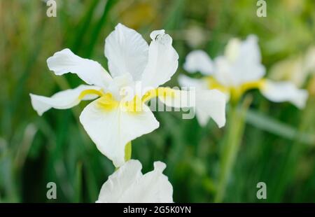 Iris sanguinea 'Snow Queen'.Siberian iris 'Snow Queen displaying characteristic white blooms with yellow throats. Stock Photo