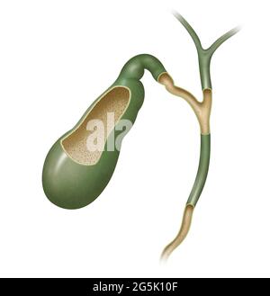 In vertebrates, the gallbladder is a small hollow organ where bile is stored and concentrated before it is released into the small intestine Stock Photo