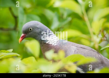 Selective focus photo. Common wood pigeon bird. Stock Photo