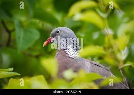 Selective focus photo. Common wood pigeon bird. Stock Photo