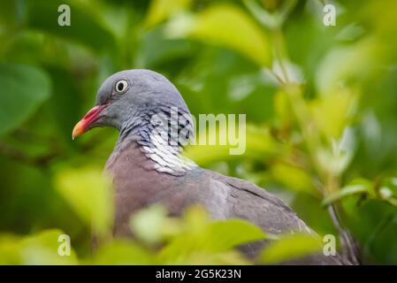 Selective focus photo. Common wood pigeon bird. Stock Photo