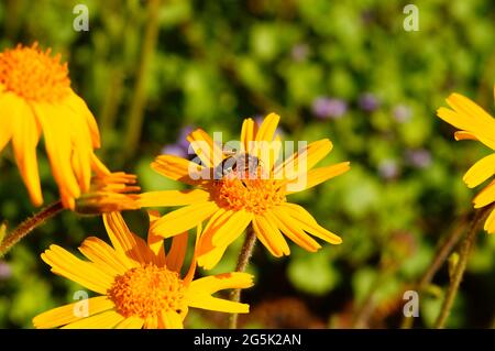 Honey bee on an arnica flower Stock Photo