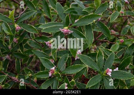 Daphne odora aureomarginata, winter flowering shrub in bloom January UK Stock Photo