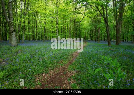 Footpath through bluebells in Ashmore wood, Ashmore, Cranborne Chase AONB, Dorset, England, United Kingdom, Europe Stock Photo