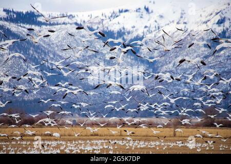 This image captures a large flock of snow geese taking off from a farm field in rural Lassen County, California in a mid February morning.  Such scene Stock Photo
