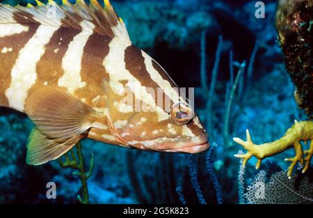 Nassau grouper  (Epinephelus striatus) on coral reef, Provo, Turks and Caicos Islands Stock Photo