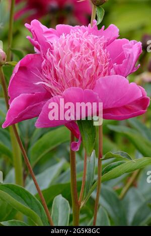 Paeonia lactiflora Kelways Majestic Peony Kelways majestic pink peony flower Stock Photo