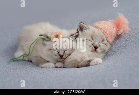 Ragdoll kittens photos newborn style Stock Photo