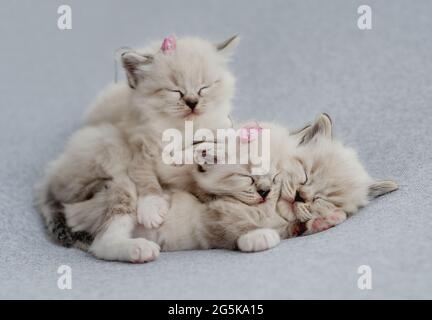 Ragdoll kittens photos newborn style Stock Photo