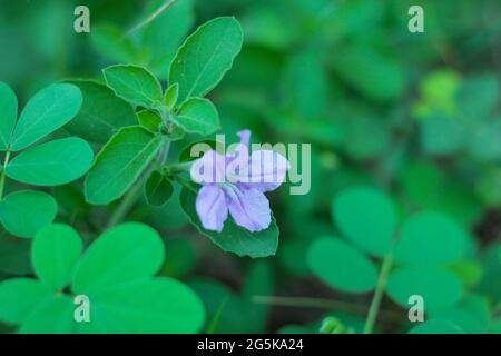 A closeup shot of small purple flowers. Stock Photo