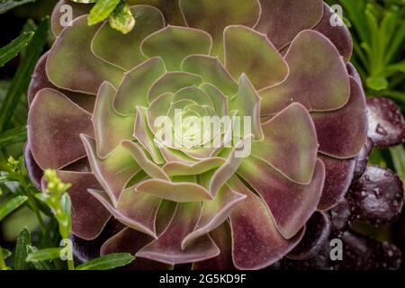 House leek flower (Aeonium arboreum)