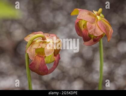 Pair of delicate pink flowers in bloom Stock Photo