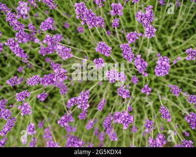 Bee insects collects pollen and nectar on lavender field. Overhead  Stock Photo