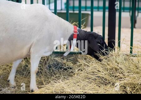 Portrait of sheep eating hay at animal exhibition, trade show: close up Stock Photo