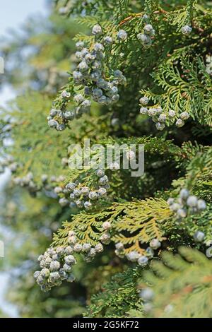 Female cones of Lawson's false cypress, Chamaecyparis lawsoniana Stock Photo