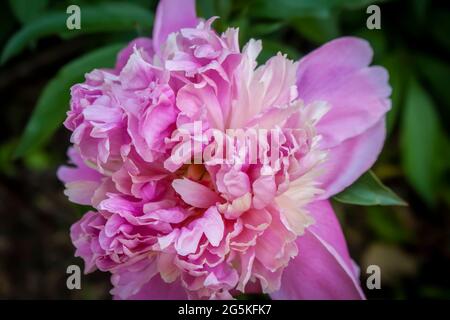Close-up of large shabby pink Peony  against blurred green garden background. Stock Photo