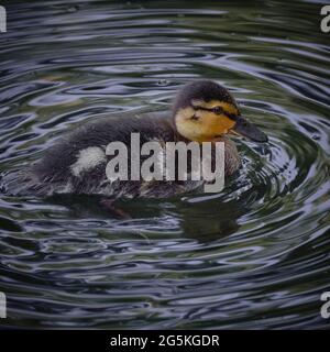 A small young duckling swims in the water Stock Photo