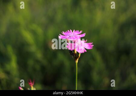 Dianthus caryophyllus flower. Stock Photo