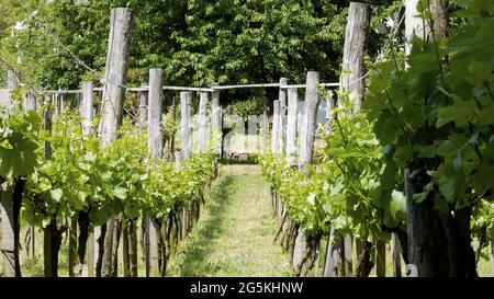 Beautiful green vineyards in Badacsony at Lake Balaton, Hungary Stock Photo