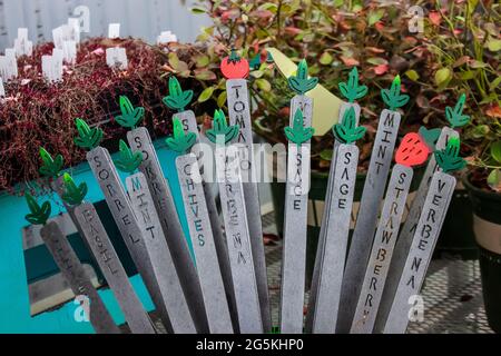Spring planting - Decorative metal herb and tomato and strawberries stakes displayed next to seedlings in greenhouse Stock Photo