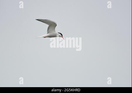 Common tern (Sterna hirundo) in flight Stock Photo