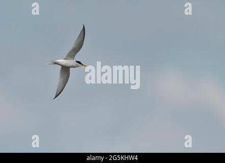 Little tern (Sternula albifrons) in flight Stock Photo