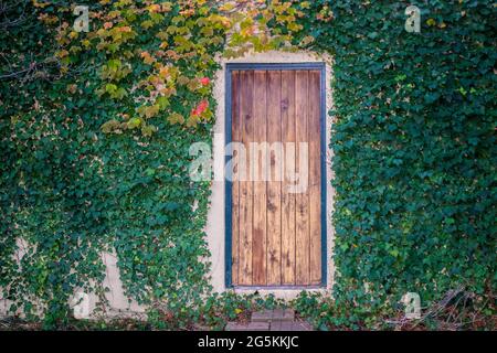 The secret door - rustic wooden door with no window or knob or any way to enter set in stuccco wall surrounded by colorful autumn vines Stock Photo