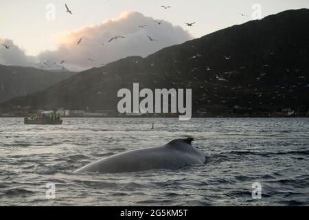 Whale watching near Tromso, Norway Stock Photo