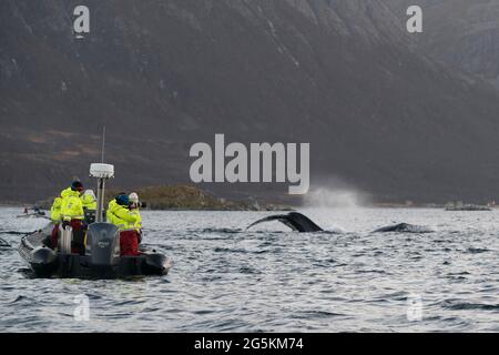 Whale watching near Tromso, Norway Stock Photo