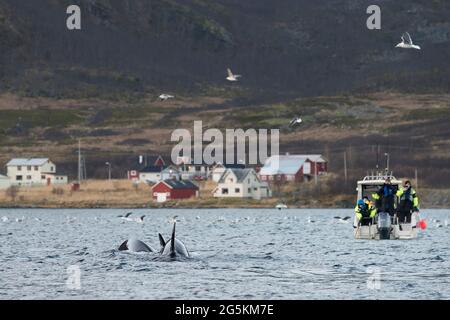 Whale watching near Tromso, Norway Stock Photo