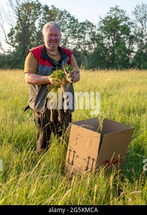 Magdeburg, Germany. 17th June, 2021. Farmer Andreas Pfanne holds a fawn in his hands. Together with helpers from the association Wildtierretter Sachsen-Anhalt, he scans his fields for young animals before mowing the grass to prevent them from getting caught in the mower of his agricultural machinery. The animals are tracked using a drone equipped with a thermal imaging camera. The association Wildtierretter Sachsen-Anhalt e.V. says it has already saved 200 fawns from being killed by agricultural machinery this year. Credit: Stephan Schulz/dpa-Zentralbild/ZB/dpa/Alamy Live News Stock Photo